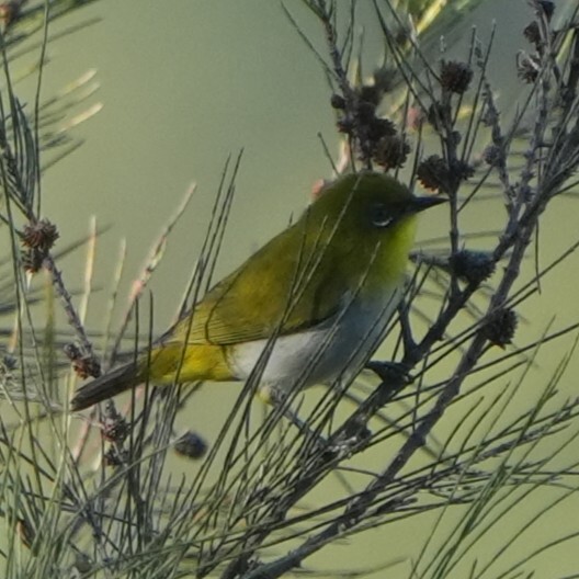 Papuan White-eye (Zosterops novaeguineae), photo 9