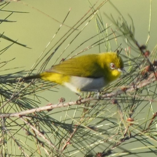 Papuan White-eye (Zosterops novaeguineae), photo 10