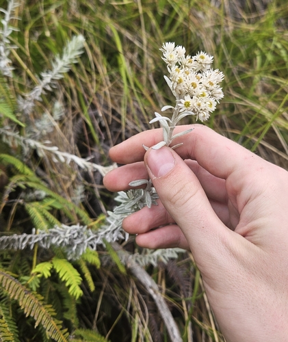 Anaphalioides mariae observed 2025-09-16