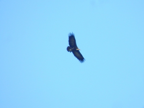 Hooded Vulture