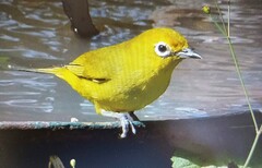 Southern Yellow White-Eye photo 2