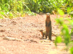 Gambian Mongoose photo 2