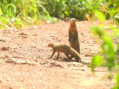 Gambian Mongoose photo 3
