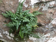 Asplenium × trudellii