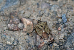 Euschistus servus euschistoides