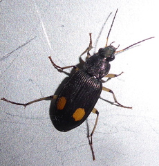 Chlaenius perspicillaris