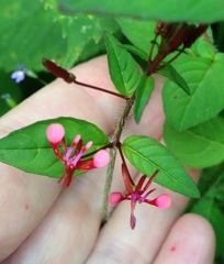Lopezia racemosa
