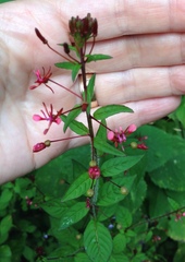 Lopezia racemosa