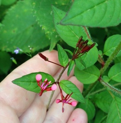 Lopezia racemosa