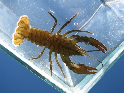European Crayfish, photo 4 of 7