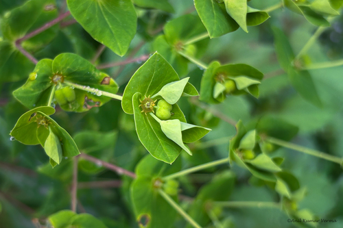 Euphorbia rothiana, 2025-09-20