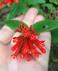 Bouvardia ternifolia