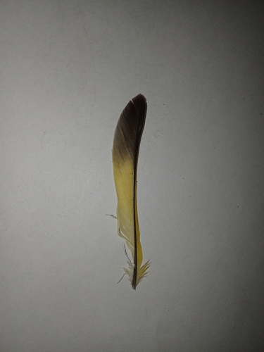 Plume de Verdier d'Europe