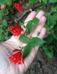 Bouvardia ternifolia