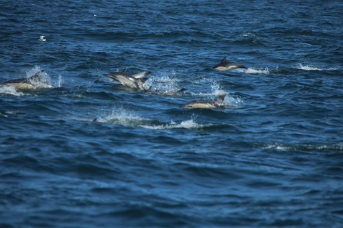 Delphinus delphis