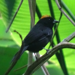 Tachyphonus delatrii