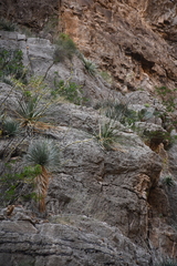 Yucca rostrata