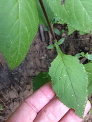 Bouvardia ternifolia