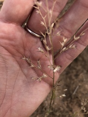 Cottea pappophoroides