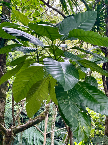 grand devil's-claws (Pisonia grandis)