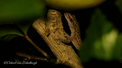 Marbled Leaf-toed Gecko, Oostersee, Cape Town, South Africa, photo 9 of 10