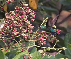 Chlorostilbon mellisugus