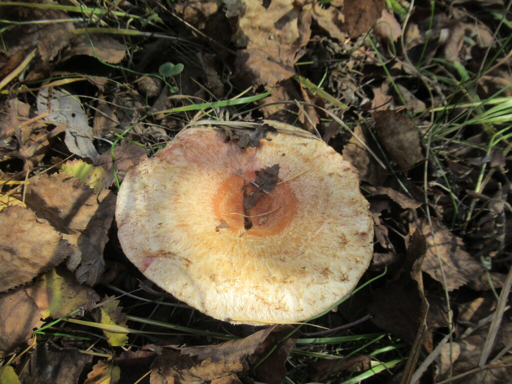 Lactarius torminosus · September 2025 · photo: © smsergey (iNaturalist, cc-by-nc)