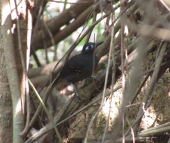 Myrmelastes hyperythrus