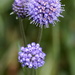 Devil's-bit Scabious - Photo (c) Udo Schmidt, some rights reserved (CC BY-SA)