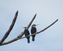 Brachygalba albogularis