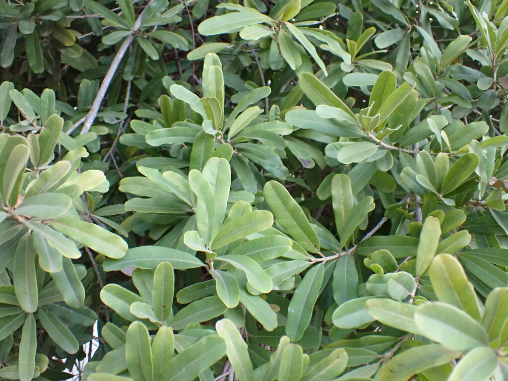 Abrahamia grandidieri
