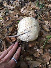 Amanita magniverrucata