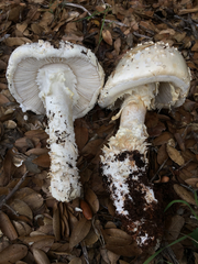 Amanita magniverrucata
