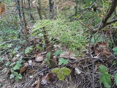 Equisetum pratense image