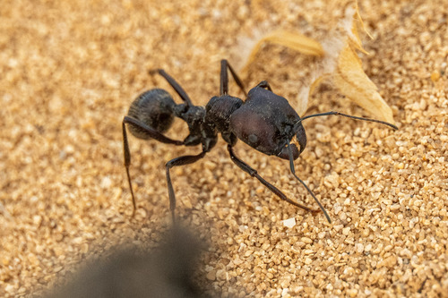 Messor arenarius alfieriiMessor arenarius alfierii