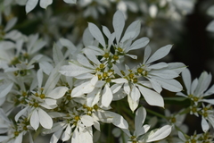 Euphorbia leucocephala