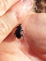 Sphaeroderus stenostomus lecontei