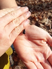 Sphaeroderus stenostomus lecontei
