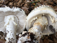 Amanita magniverrucata