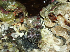 Discorsopagurus schmitti