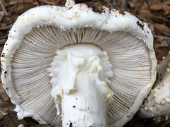 Amanita magniverrucata