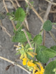 Lantana