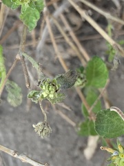 Lantana
