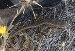 Sceloporus occidentalis
