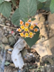 Lantana