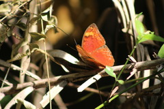 Apectinaria