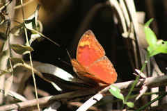 Apectinaria