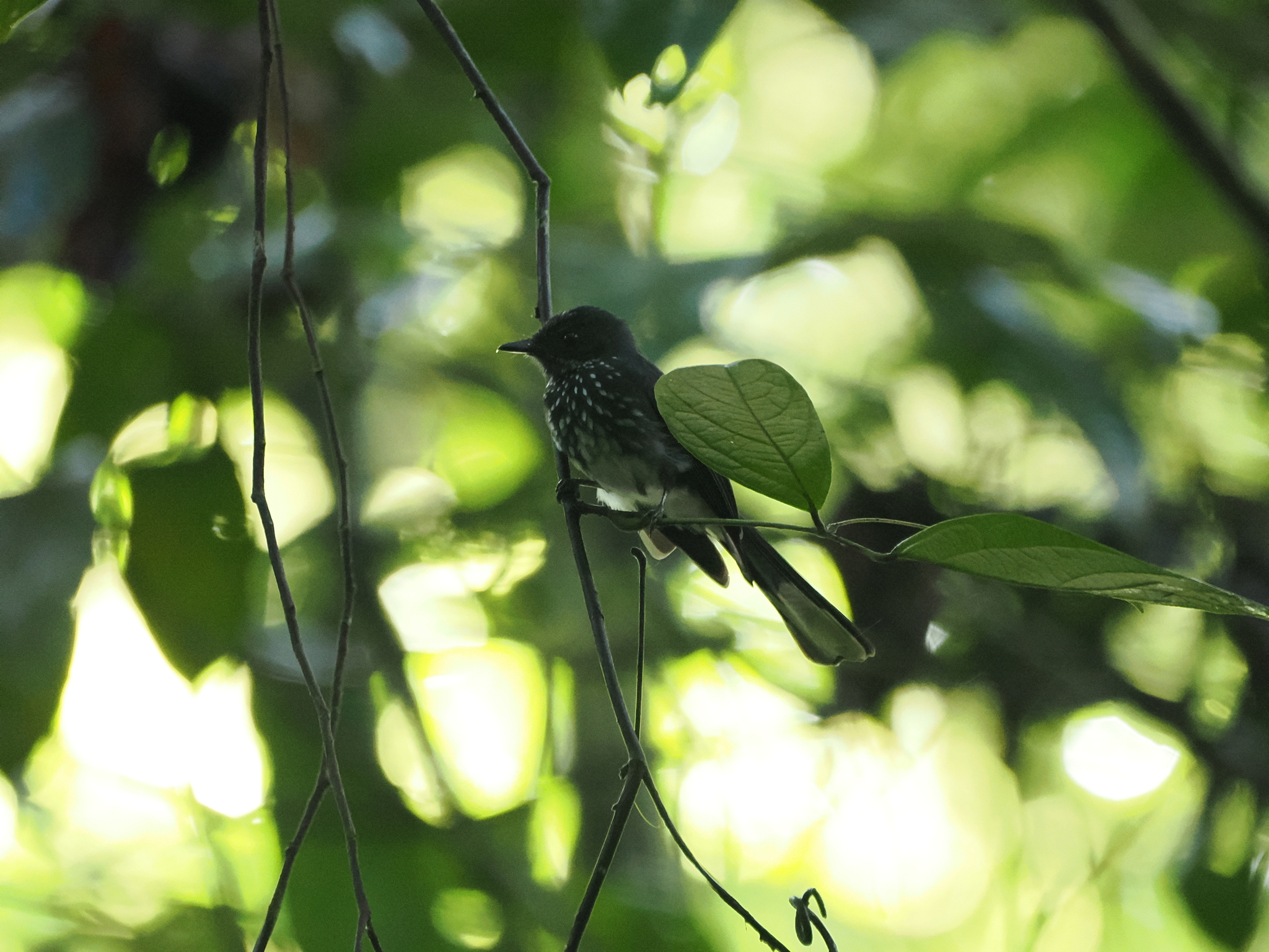 Spotted Fantail (Rhipidura perlata), photo 5