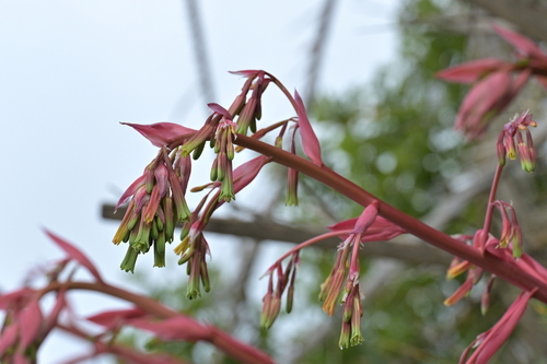 Yucca-leaved Beschorneria (Beschorneria yuccoides)
