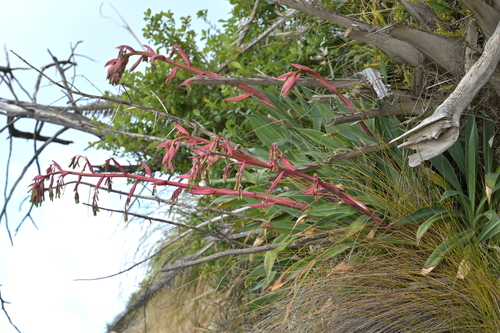 Beschorneria yuccoides, photograph 5